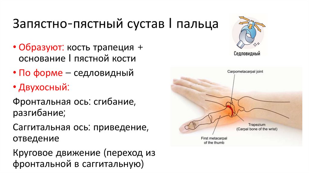 Запястно-пястный сустав I пальца