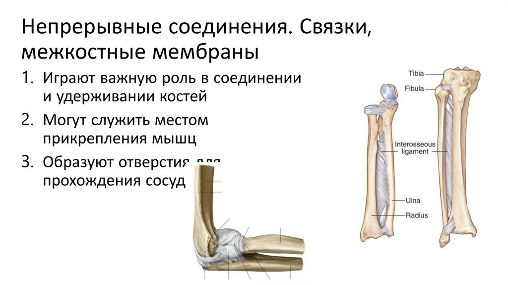 Непрерывные соединения. Связки, межкостные мембраны