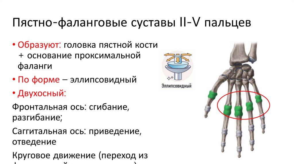 Пястно-фаланговые суставы II-V пальцев
