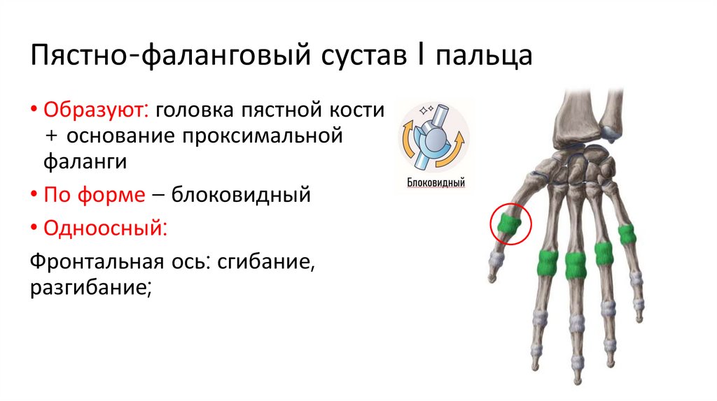 Пястно-фаланговый сустав I пальца
