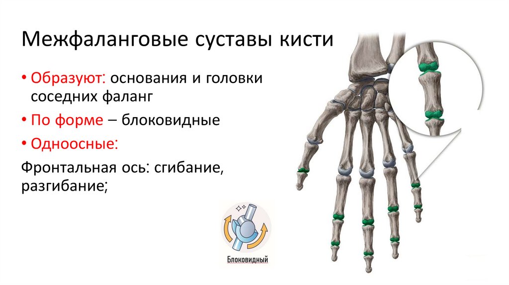 Межфаланговые суставы кисти