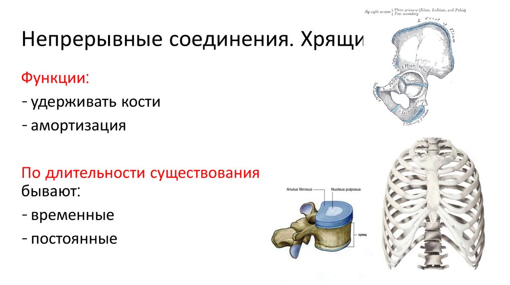 Непрерывные соединения. Хрящи