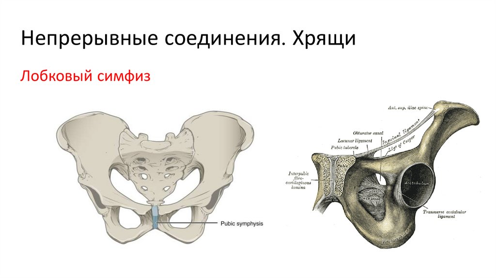 Непрерывные соединения. Хрящи
