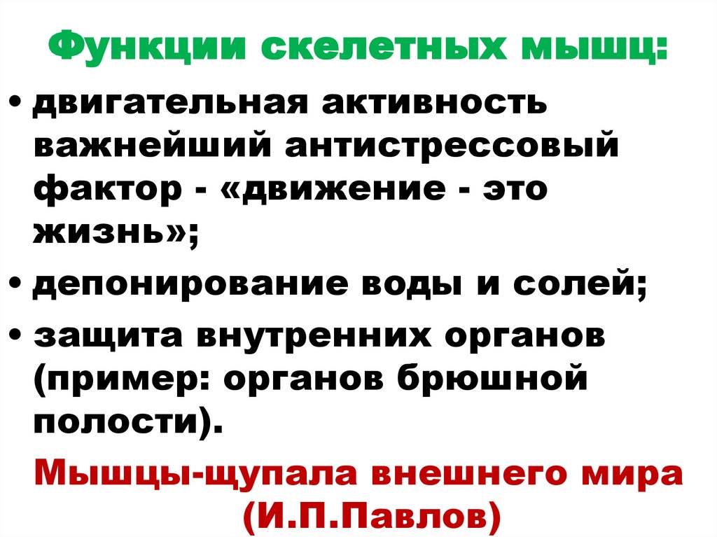 Функции скелетных мышц: