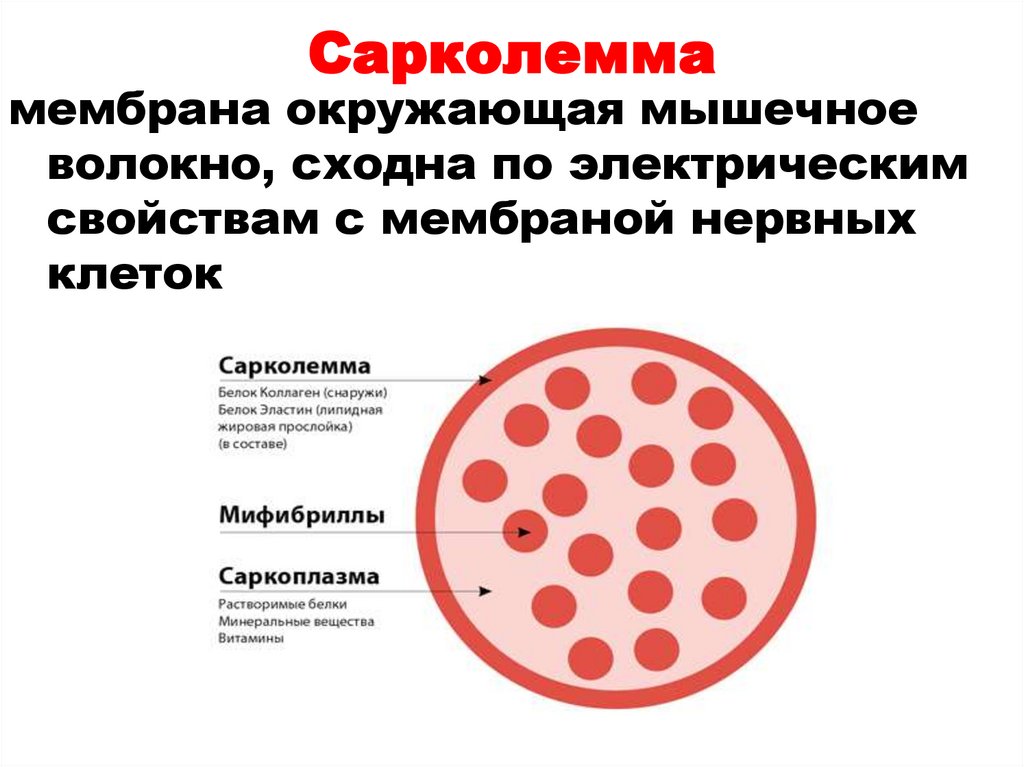 Сарколемма