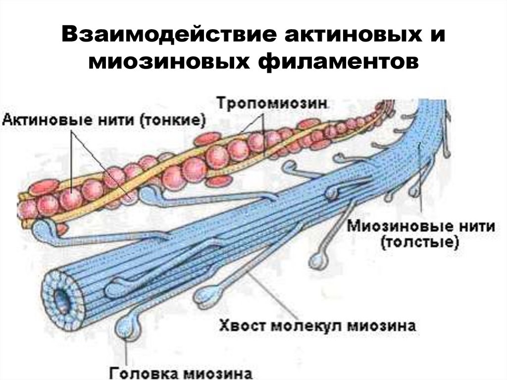 Взаимодействие актиновых и миозиновых филаментов