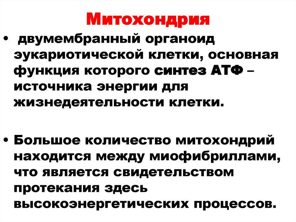 Митохондрия