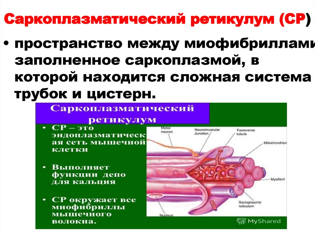 Саркоплазматический ретикулум (СР)