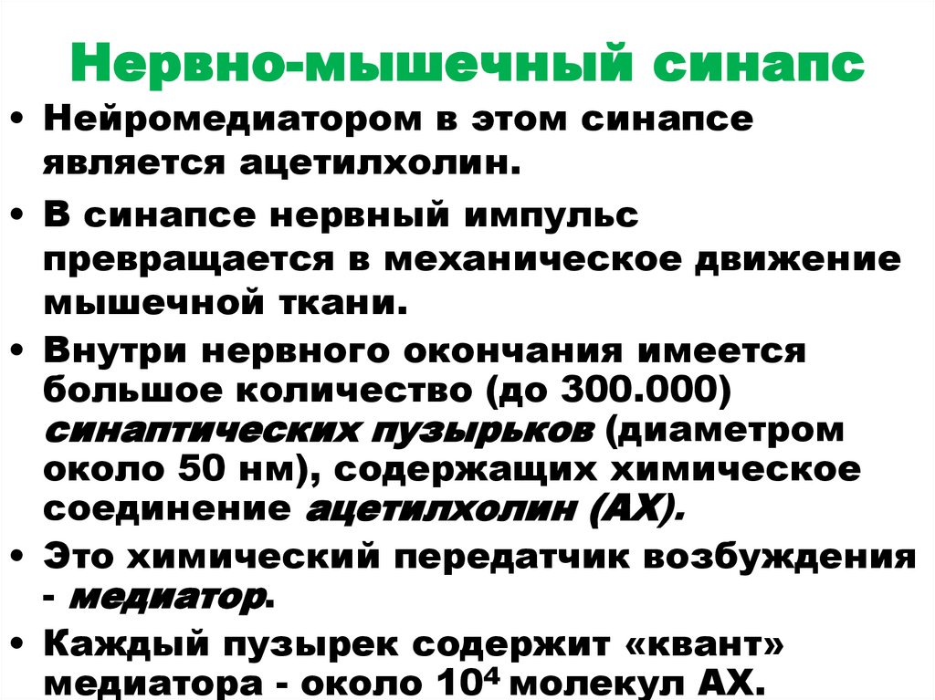 Нервно-мышечный синапс