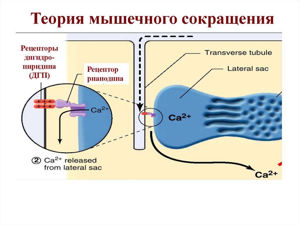 Теория мышечного сокращения