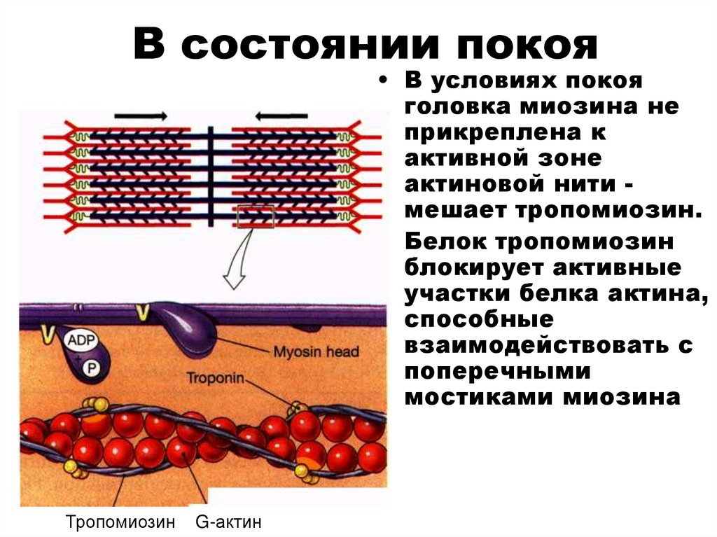 В состоянии покоя