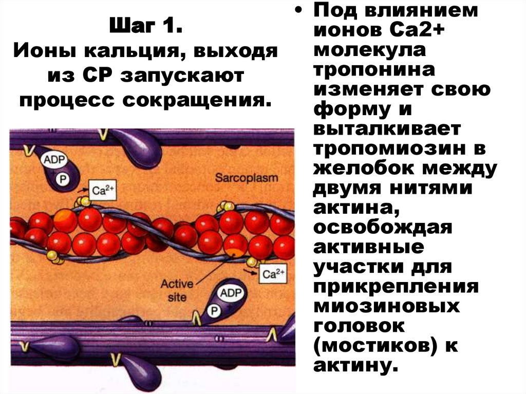Шаг 1. Ионы кальция, выходя из СР запускают процесс сокращения.