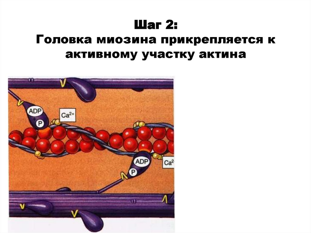 Шаг 2: Головка миозина прикрепляется к активному участку актина