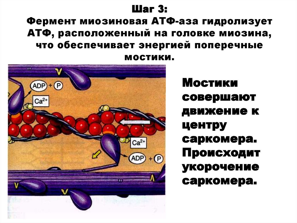 Шаг 3: Фермент миозиновая АТФ-аза гидролизует АТФ, расположенный на головке миозина, что обеспечивает энергией поперечные