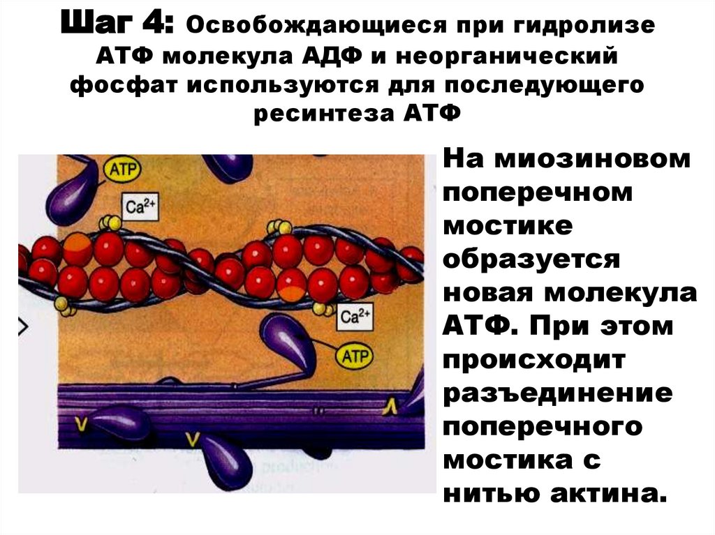 Шаг 4: Освобождающиеся при гидролизе АТФ молекула АДФ и неорганический фосфат используются для последующего ресинтеза АТФ