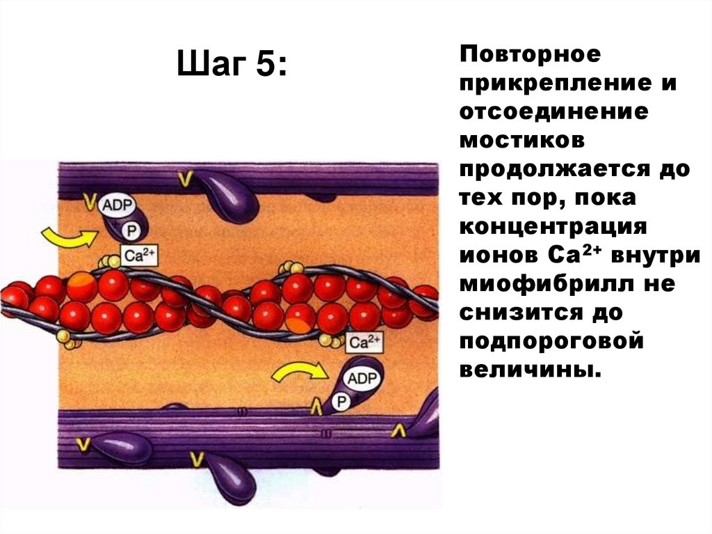 Шаг 5: