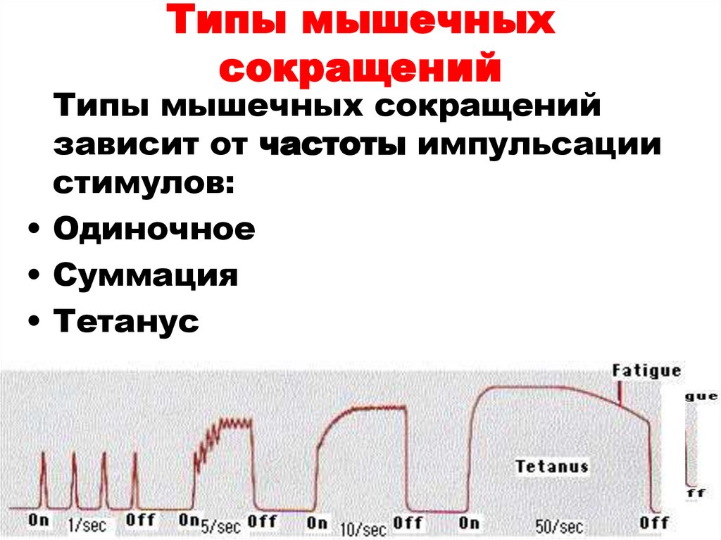 Типы мышечных сокращений