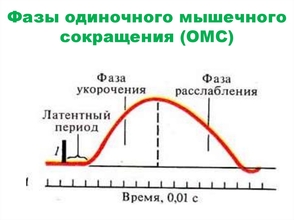 Фазы одиночного мышечного сокращения (ОМС)