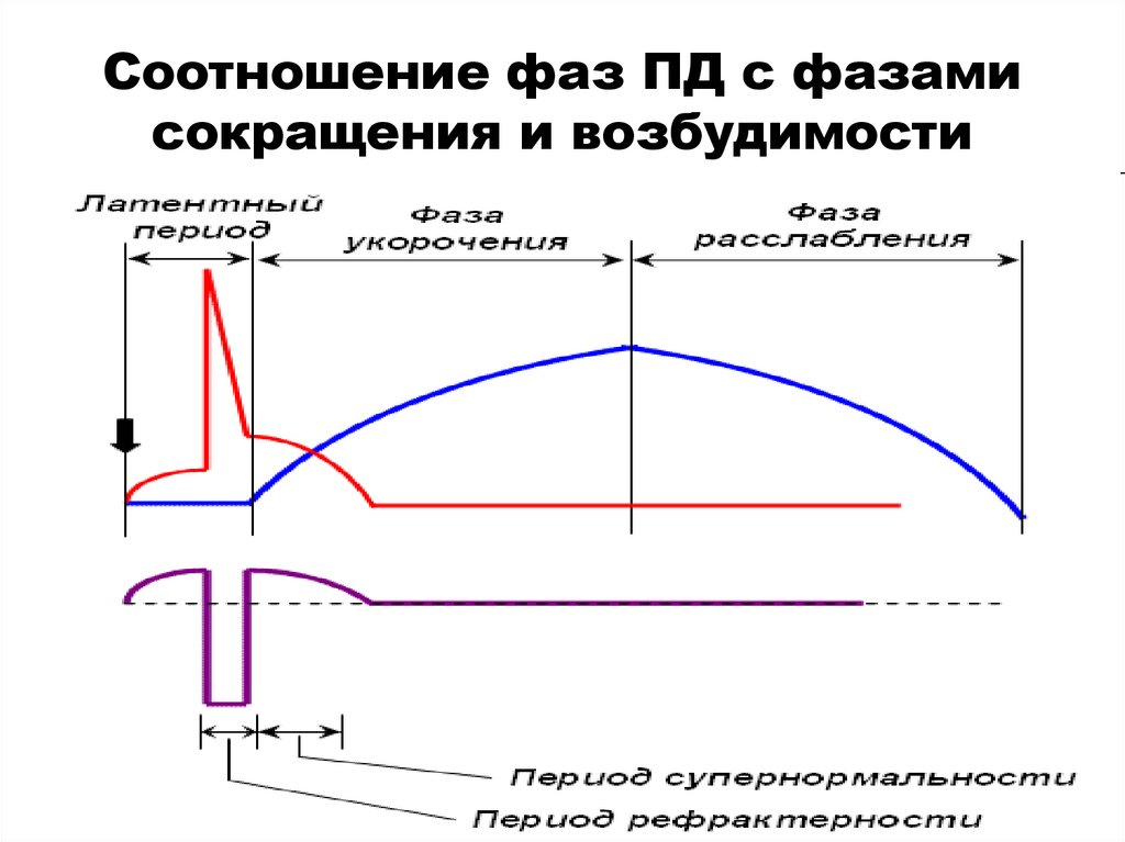 Соотношение фаз ПД с фазами сокращения и возбудимости