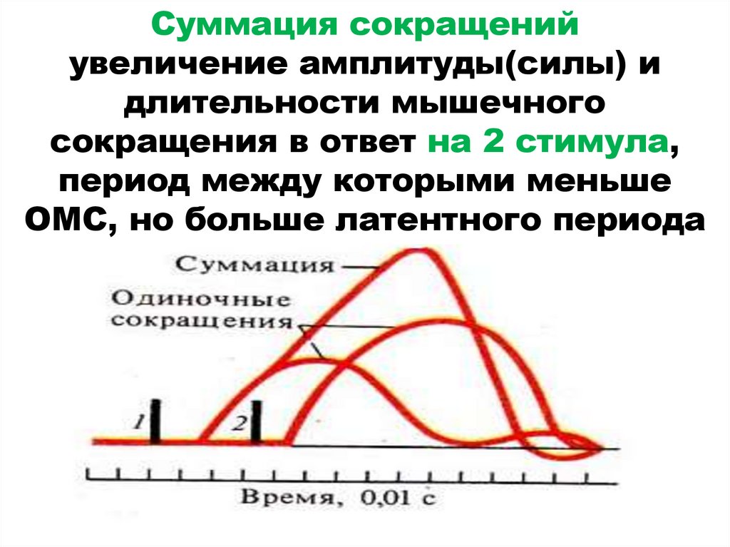 Суммация сокращений увеличение амплитуды(силы) и длительности мышечного сокращения в ответ на 2 стимула, период между которыми