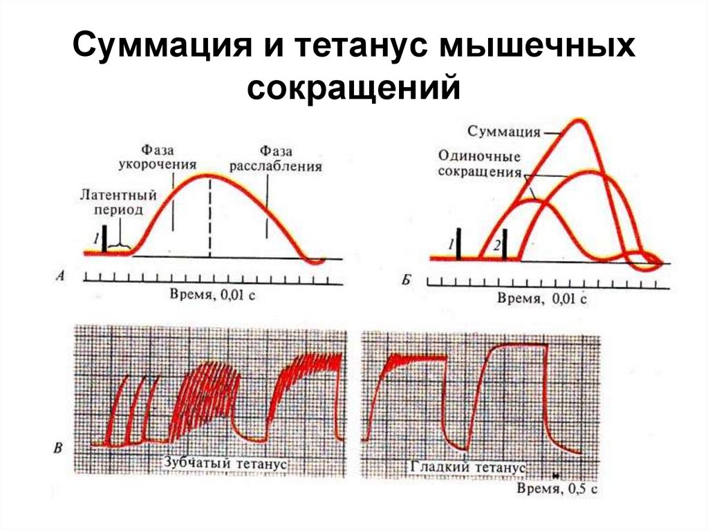 Суммация и тетанус мышечных сокращений