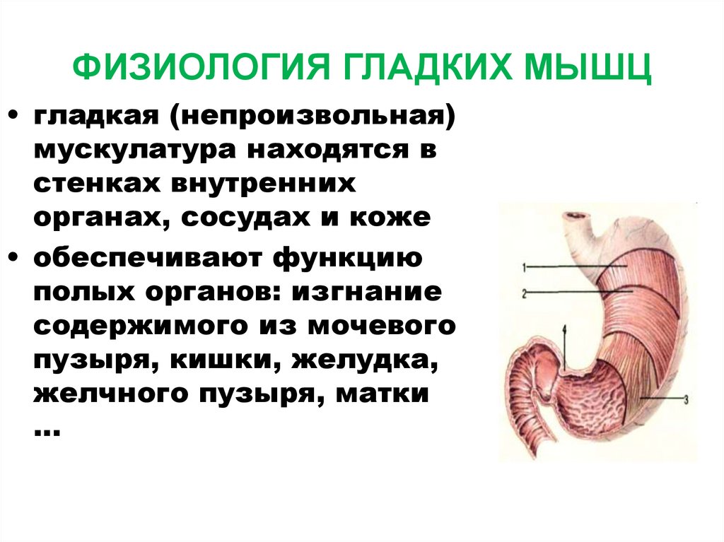 ФИЗИОЛОГИЯ ГЛАДКИХ МЫШЦ