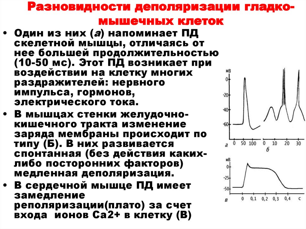 Разновидности деполяризации гладко-мышечных клеток