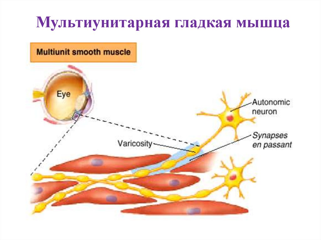 Мультиунитарная гладкая мышца