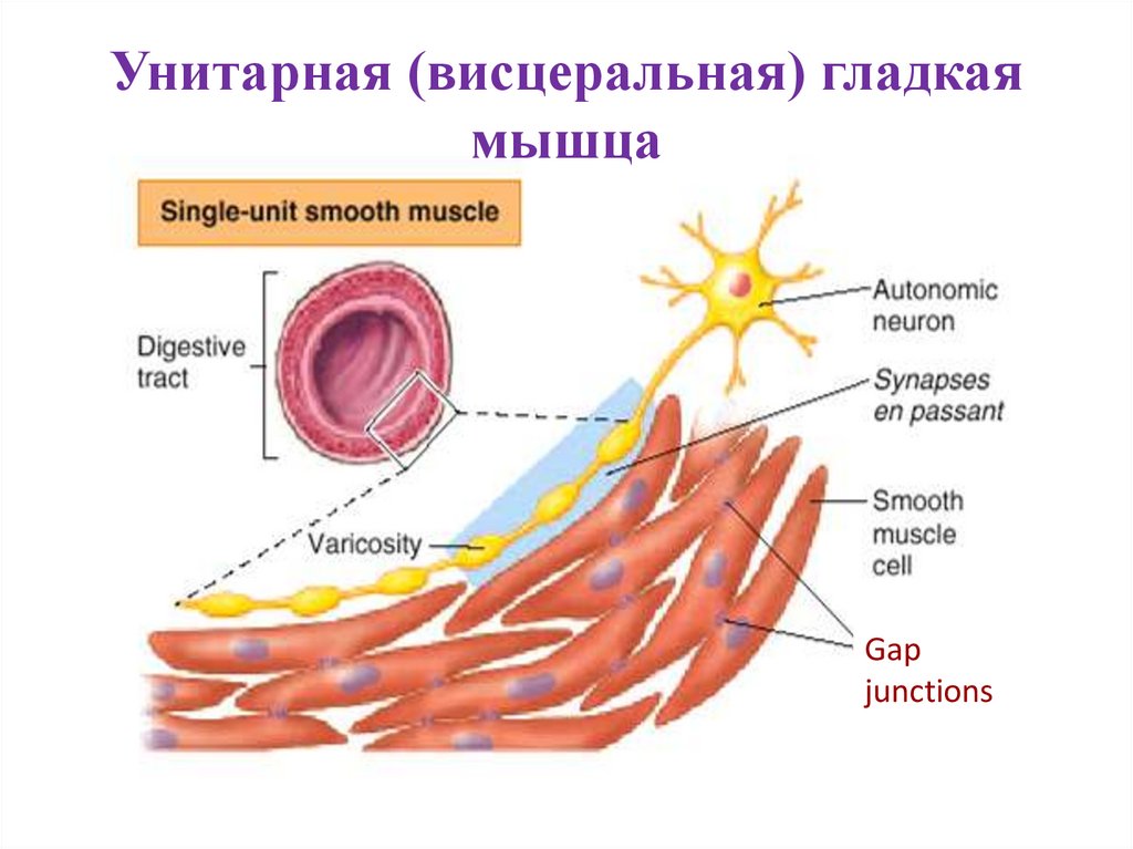 Унитарная (висцеральная) гладкая мышца