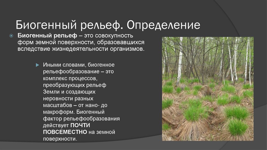 Биогенный рельеф. Определение