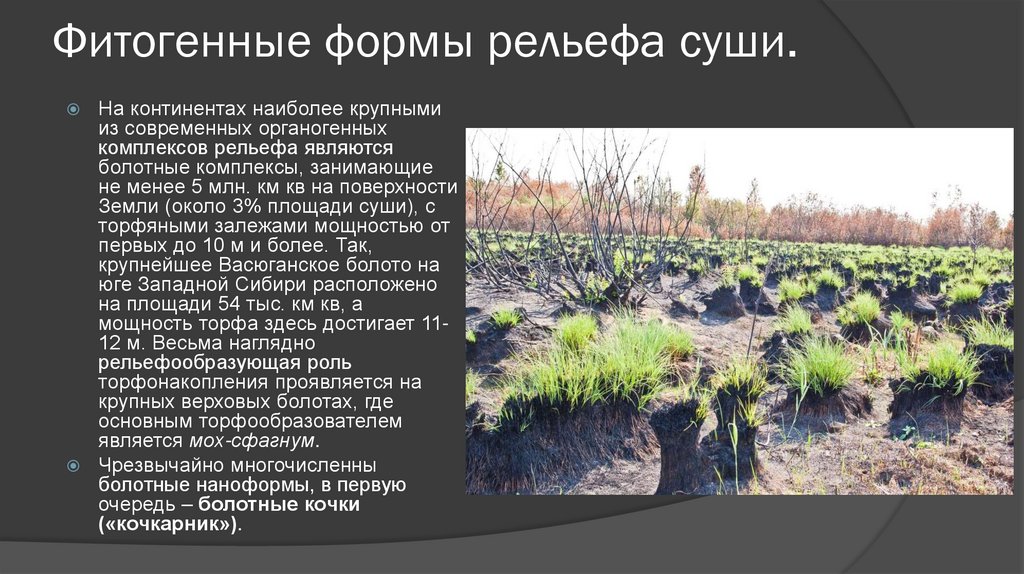 Фитогенные формы рельефа суши.