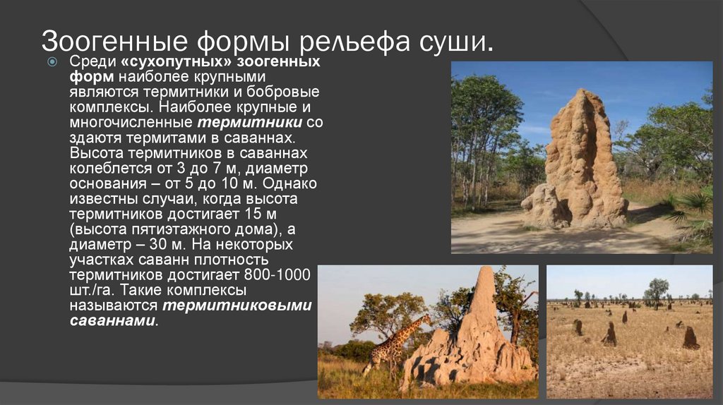 Зоогенные формы рельефа суши.