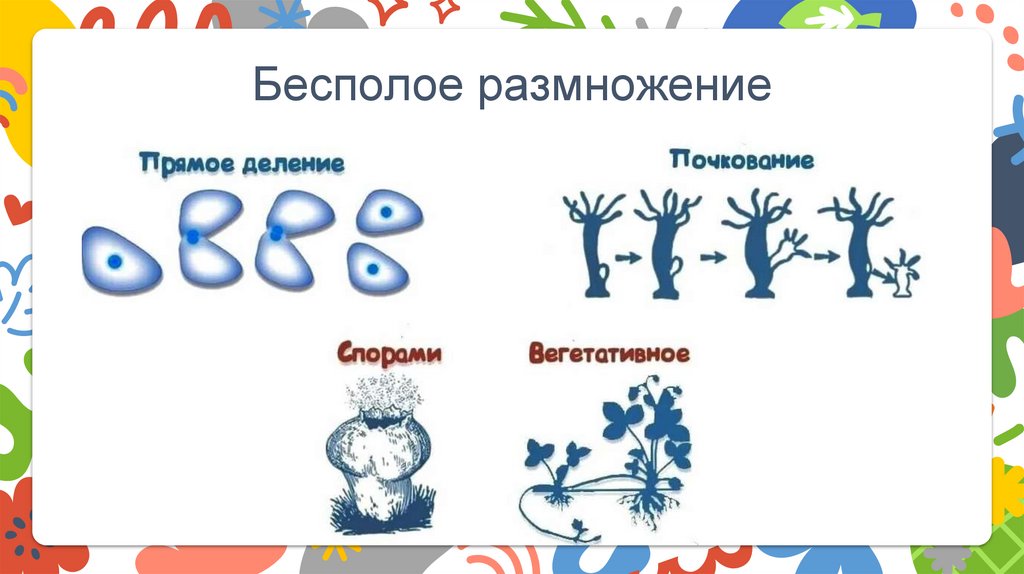 Бесполое размножение