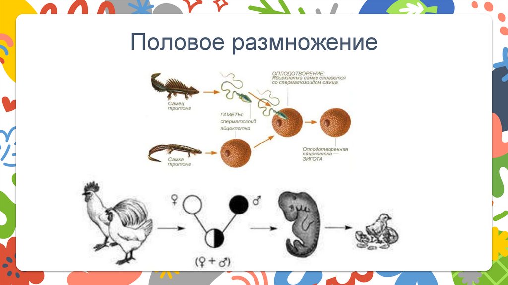 Половое размножение