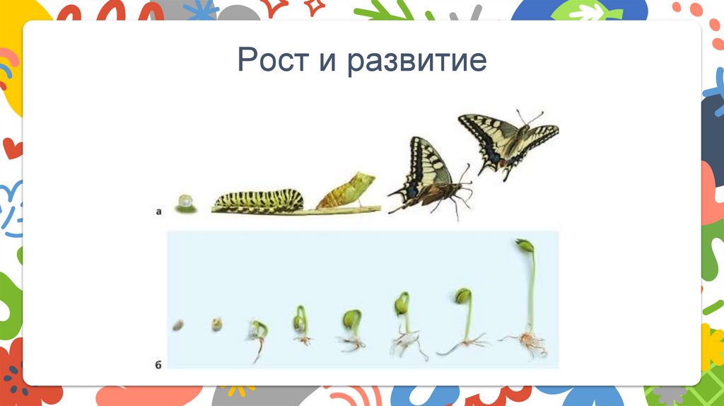 Рост и развитие