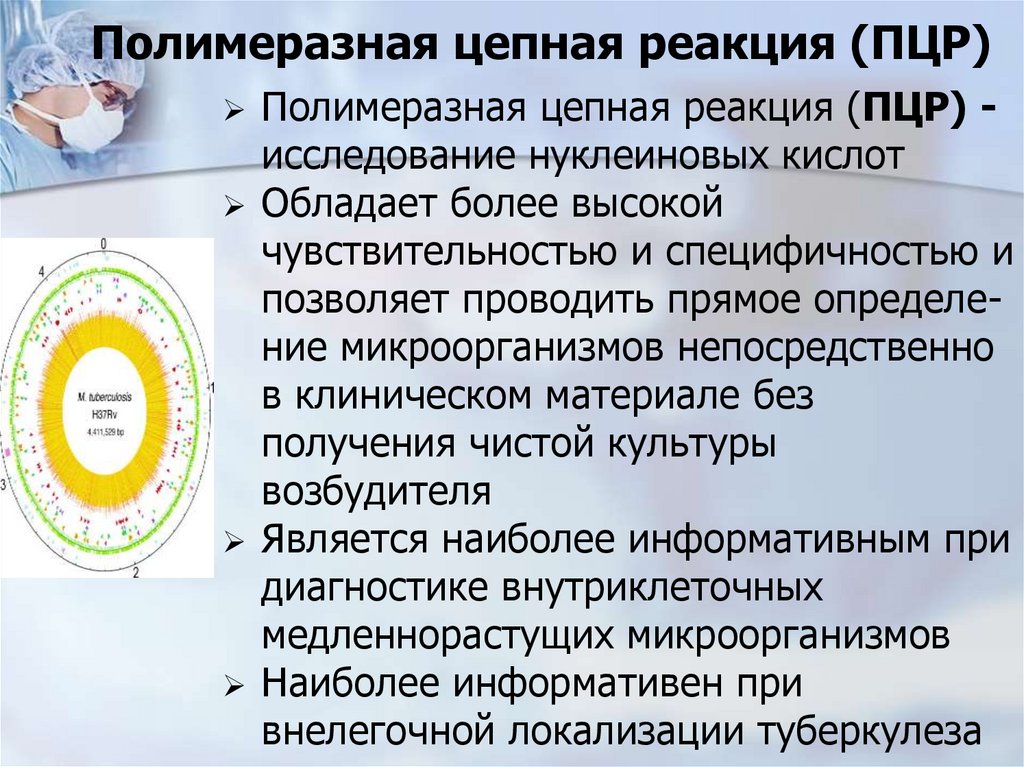 Полимеразная цепная реакция (ПЦР)