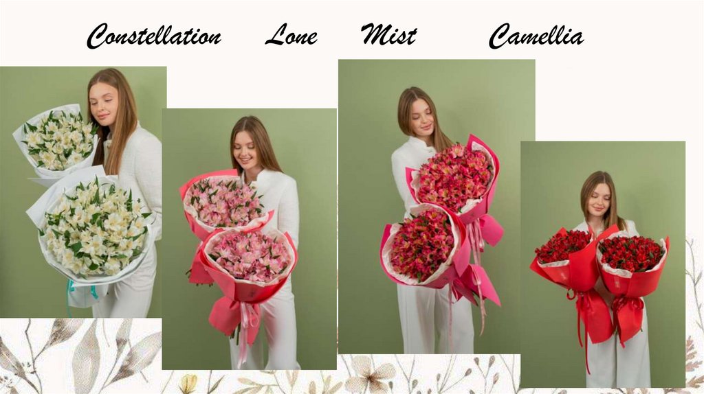 Constellation Lone Mist Camellia