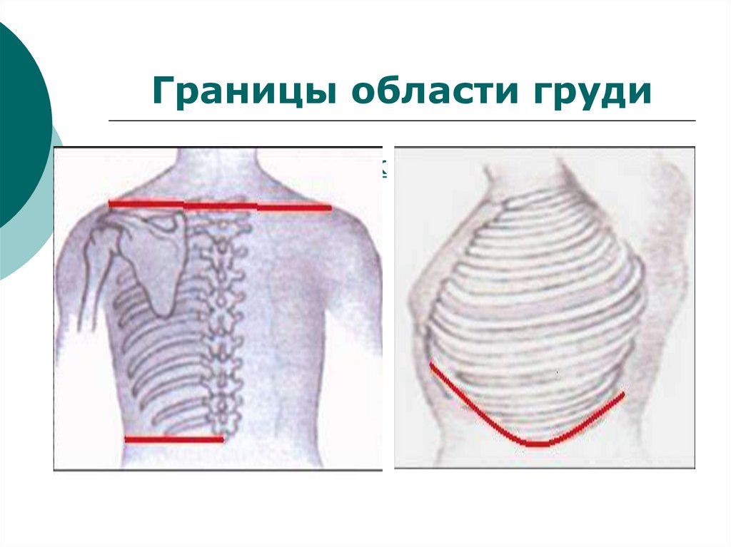 Границы области груди