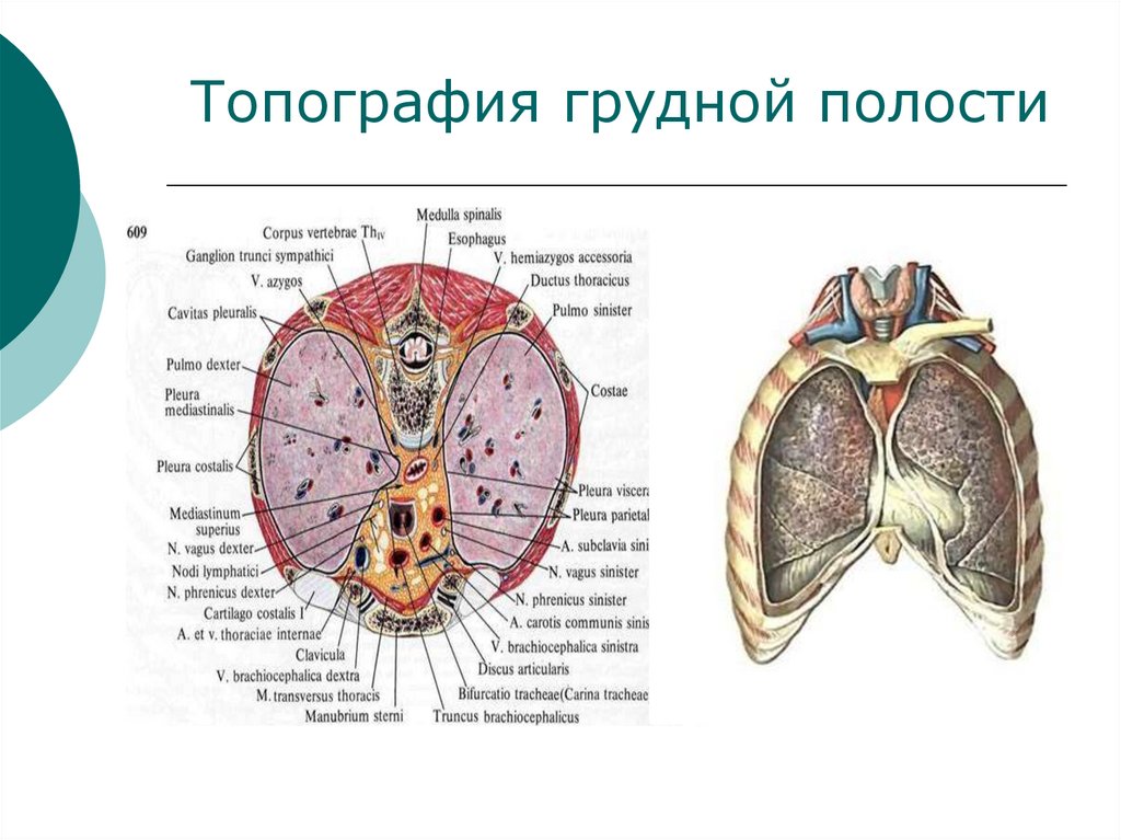 Топография грудной полости