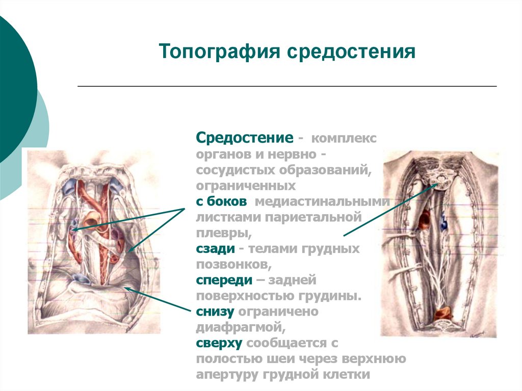 Топография средостения