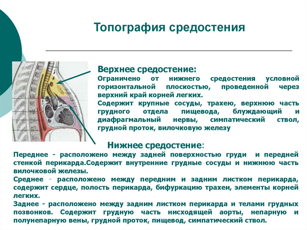 Топография средостения
