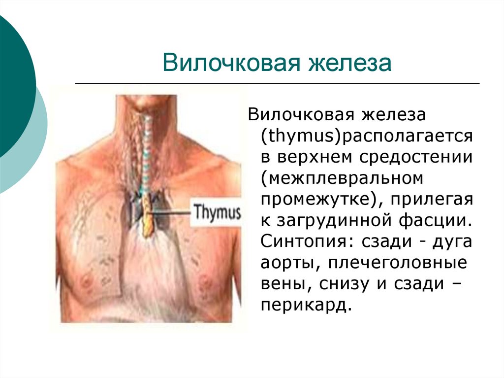 Вилочковая железа