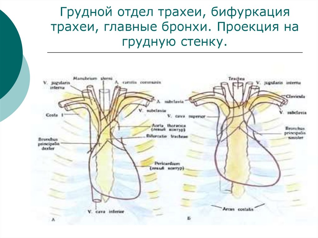 Грудной отдел трахеи, бифуркация трахеи, главные бронхи. Проекция на грудную стенку.