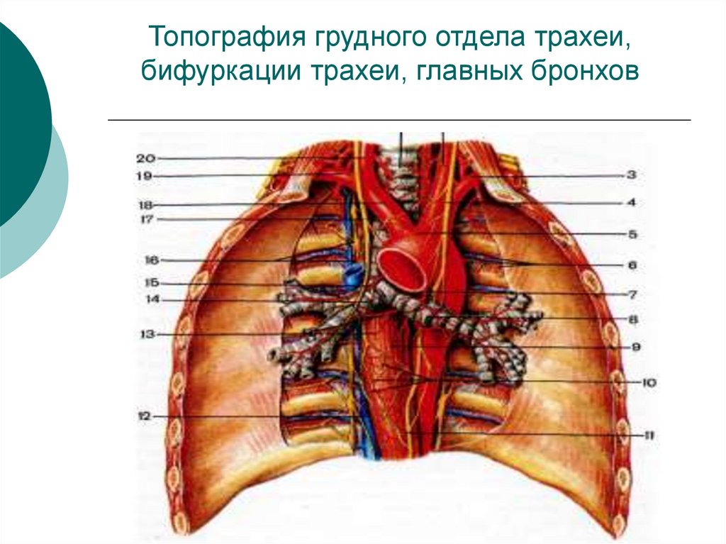 Топография грудного отдела трахеи, бифуркации трахеи, главных бронхов