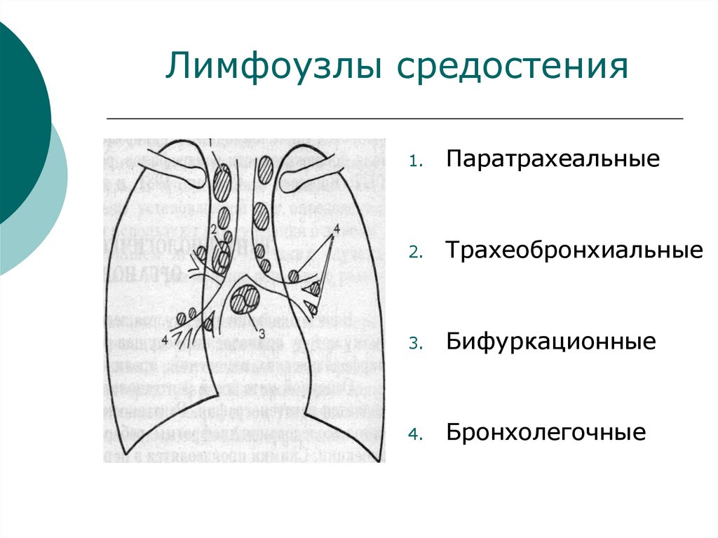 Лимфоузлы средостения