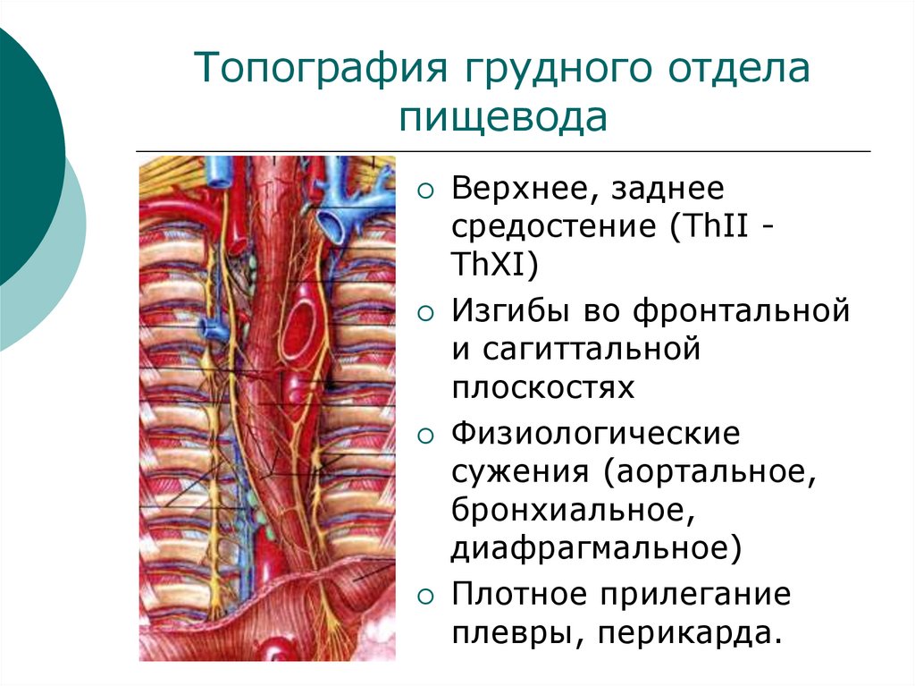 Топография грудного отдела пищевода