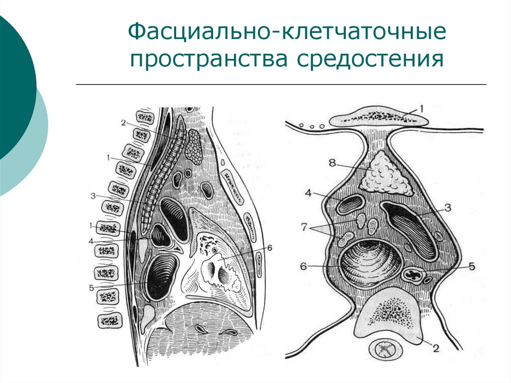 Фасциально-клетчаточные пространства средостения