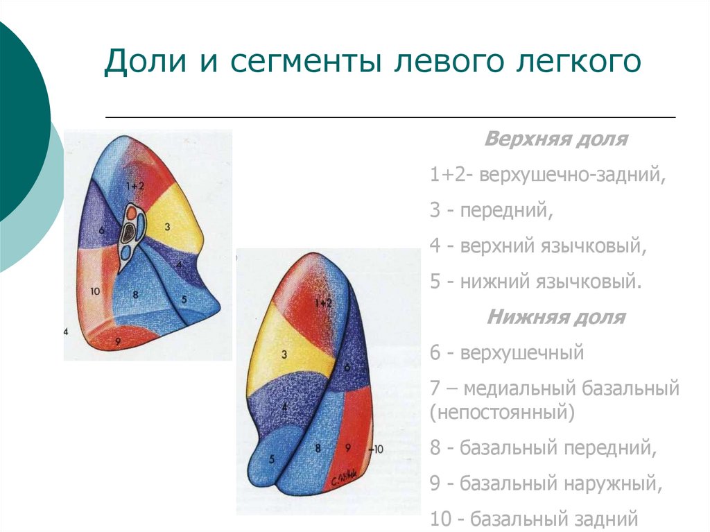 Доли и сегменты левого легкого