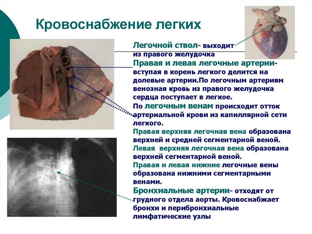 Кровоснабжение легких