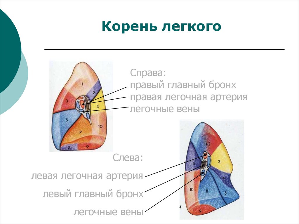 Корень легкого